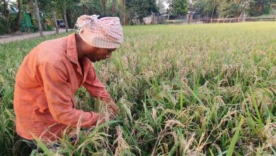 ’নেক ব্লাস্ট’ রোগের আক্রমণে দিশেহারা শ্রীপুরের কৃষক