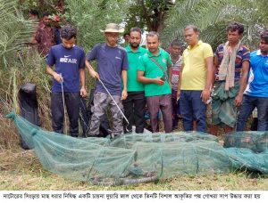 নাটোরের সিংড়ায় চায়না জালে আটক তিন পদ্ম গোখরা সাপ উদ্ধার