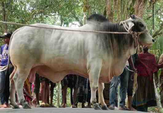 প্রধানমন্ত্রীকে কোরবানির গরু উপহার