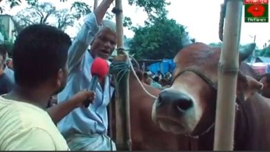 ফেসবুক-ইউটিউবারদের যন্ত্রণায় অতিষ্ঠ পশুর হাটের ক্রেতা-বিক্রেতা! 