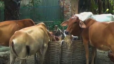 জয়পুরহাটে গবাদিপশুর মধ্যে ছড়িয়ে পড়েছে লাম্পি স্কিন রোগ