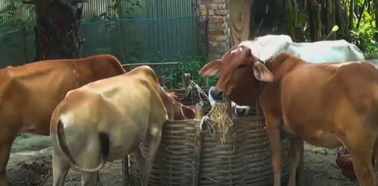 জয়পুরহাটে গবাদিপশুর মধ্যে ছড়িয়ে পড়েছে লাম্পি স্কিন রোগ