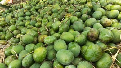 এই বছর ৩৪ দেশে ২৭০০ টন আম রফতানি