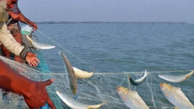 ১৩ অক্টোবর থেকে ২২ দিন ইলিশ ধরায় নিষেধাজ্ঞা